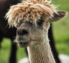 Bad Hair Day - people, animals and webinars all have it.